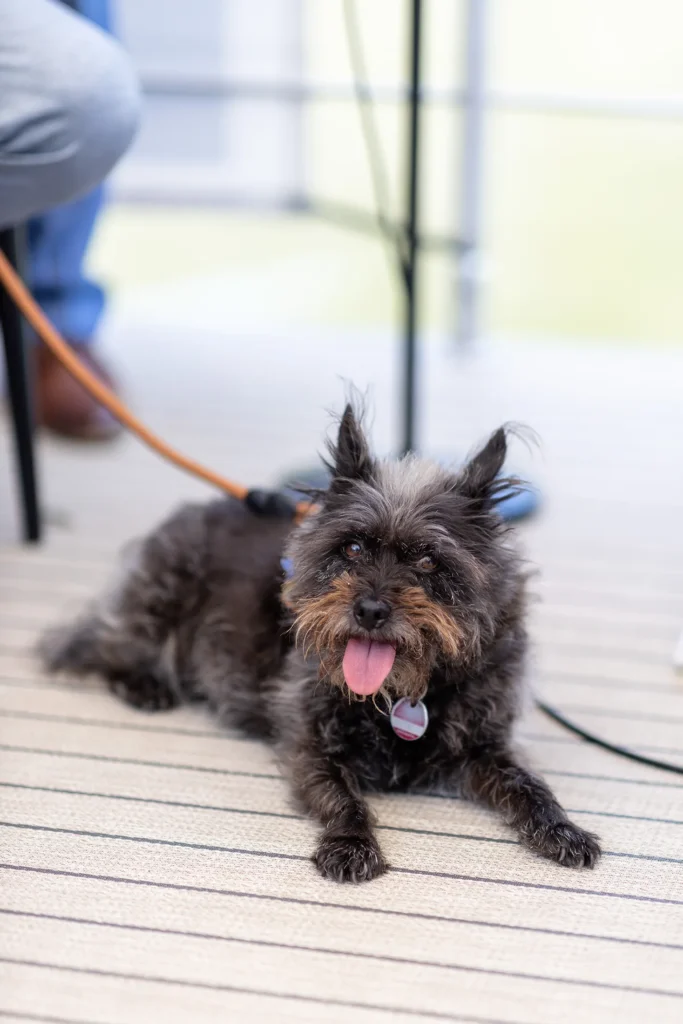 Hochzeitsfotograf Bernkastel Trier - Portrait kleinster Gast auf Hochzeit: der Hund